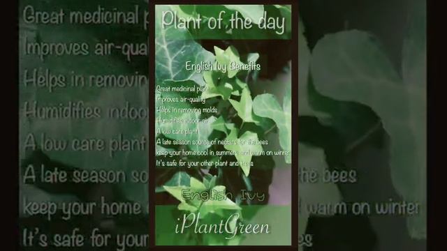 English Ivy | Best indoor plant | House plant | Vine | #iPlantGreen #IndoorPlant #HousePlant смотреть онлайн