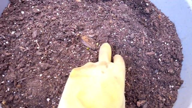 Young Shirley Temple Peony Update смотреть онлайн