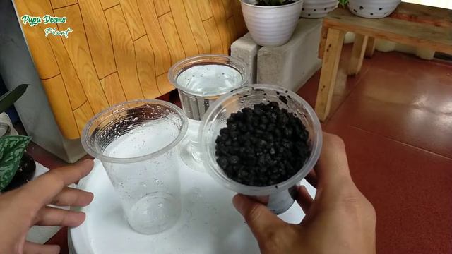 PASIR MALANG HITAM UNTUK MEDIA PROPAGASI SYNGONIUM VARIEGATA смотреть онлайн