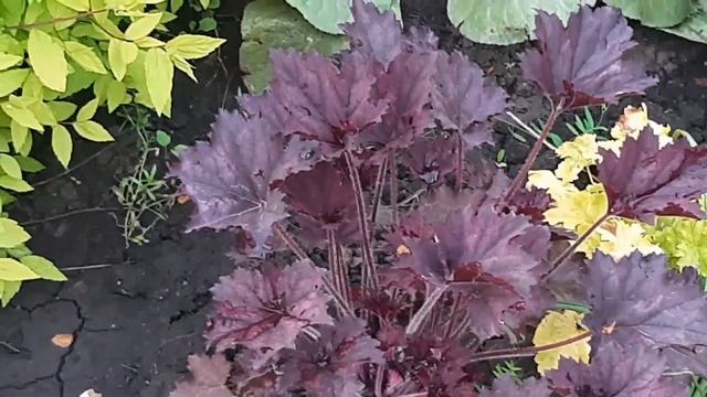 Гейхера в моём саду смотреть онлайн