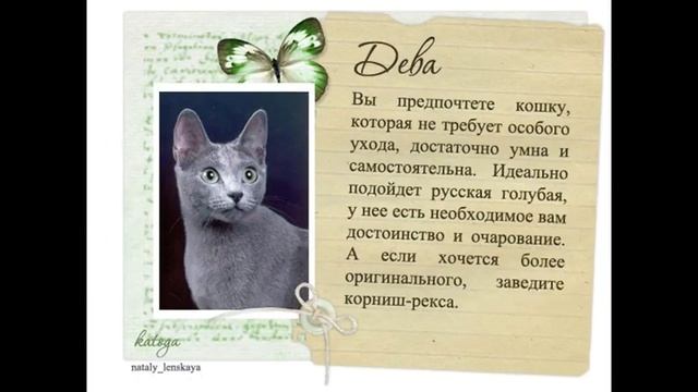 какая кошка вам подходить по знаку зодиака смотреть онлайн