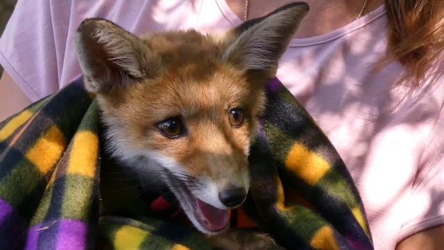 Лисенок. Чудесное спасение. смотреть онлайн