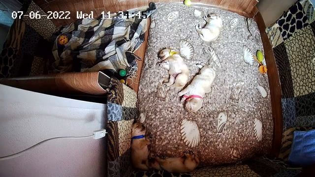 Щенки Лабрадора / ПРОДАЮТСЯ / НОВОСИБИРСК/ SHATSKIKH`S DOGS / 8-962-831-94-91/ Labrador puppies sal смотреть онлайн