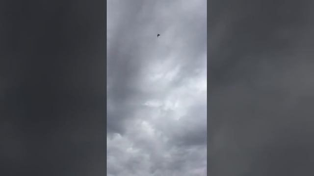 Голуби Турецкая Такла! Turkish Takla Pigeons Селекционер Санжах.