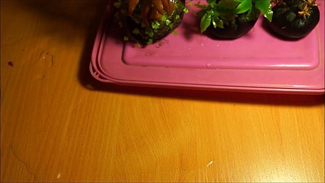 #Рюмка_3L на питательных котлетах. Без СО2, без удо, без фильтрации, месяц без подмен воды. смотреть онлайн