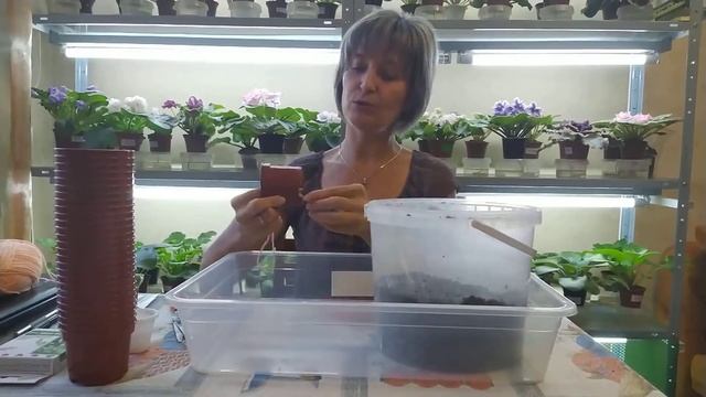 Перевалка стартера фиалки. Из собственного опыта смотреть онлайн