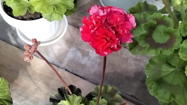 #431.Жара нагрянула нежданно! Цветение пеларгонии в конце июня. смотреть онлайн