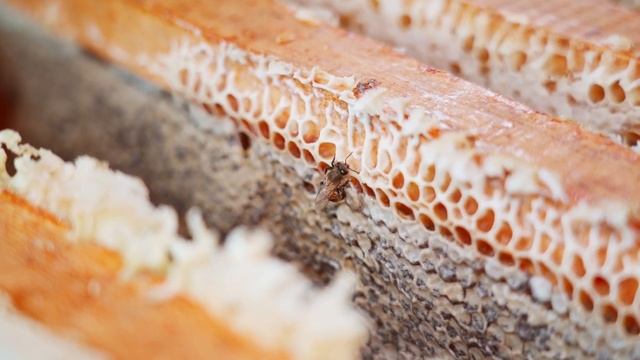 ЧТО НА РУСИ БЫЛО СЛАЩЕ НЫНЕШНИХ КОНФЕТ _ ЯНТАРНОЕ ЗОЛОТО смотреть онлайн