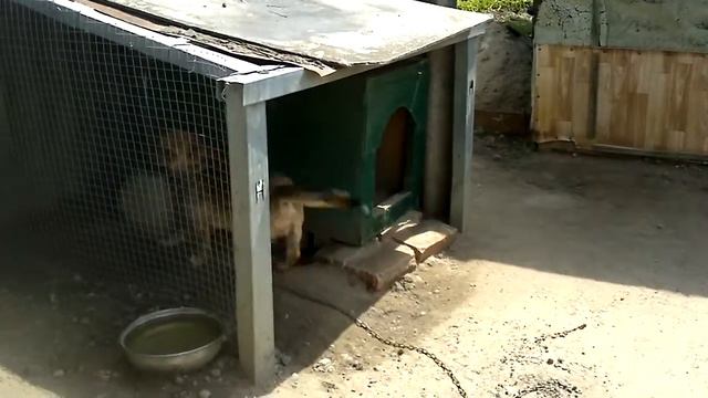 Пёс Леня позакапывал харчи. смотреть онлайн