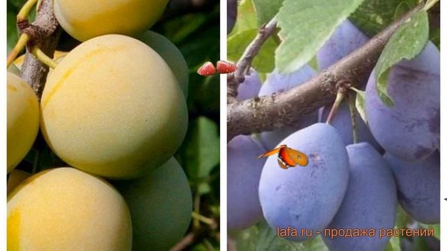 Слива обыкновенная Ренклод колхозный-Восход ? обзор: как сажать, саженцы сливы смотреть онлайн