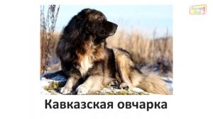 Учим породы собак (215 пород)