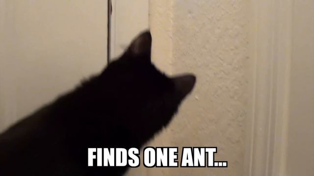 CAT LOGIC 3 смотреть онлайн