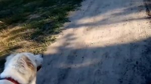 Почему не стоит заводить собаку породы алабай. Часть 1.