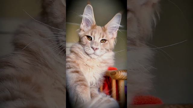 котёнок мейн кун из питомника Страна Гулливеров, gulliver-coon.ru смотреть онлайн