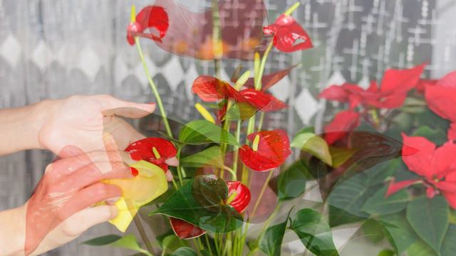 Flamingoblumen Pflege: So wird sie garantiert zum Hingucker смотреть онлайн