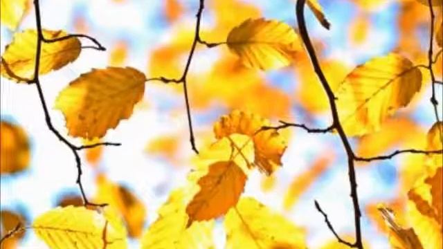 Праздники октября. Родогощь смотреть онлайн