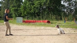 Команда "Апорт" (Принеси). Как научить собаку приносить палку или игрушку?  Игра с собакой. (Урок 9