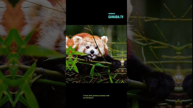 Pandas: a symbol of the protection of endangered nature🐼 смотреть онлайн