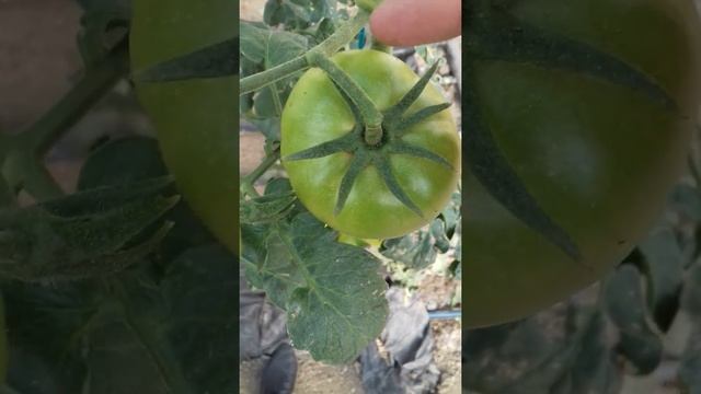 Западный цветочный трипс на томате смотреть онлайн