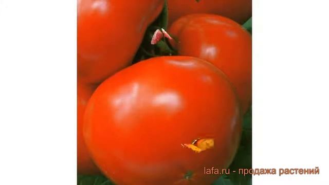 Томат обыкновенный Мадонна F1 (madonna f1) ? Мадонна F1 обзор: как сажать, семена томата Мадонна F1 смотреть онлайн