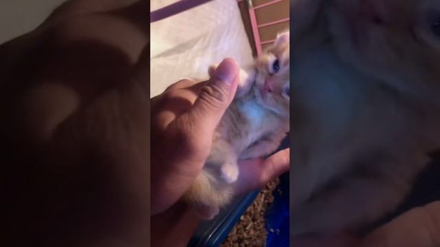 Gangguin bayi kinkalow | the cute kinkalow kitten смотреть онлайн