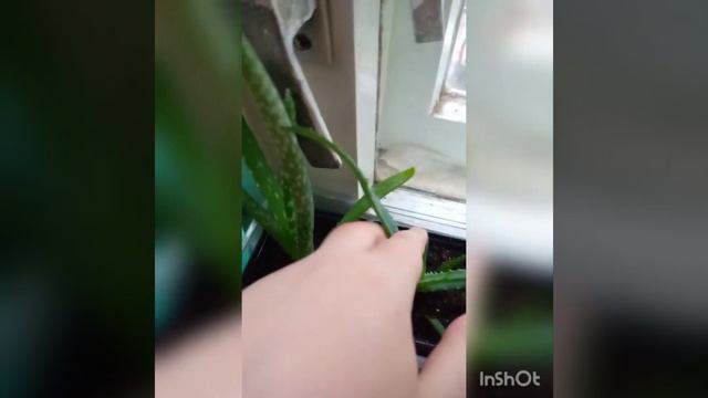 Алоэ вера и алоэ столетник,чем отличаются друг от друга смотреть онлайн