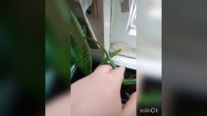 Алоэ вера и алоэ столетник,чем отличаются друг от друга