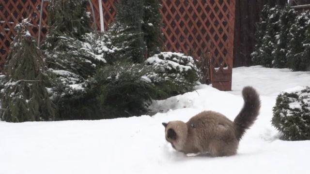 Самый лучший кот в мире) смотреть онлайн