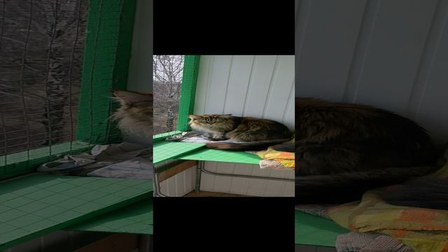 Юрий Корышев