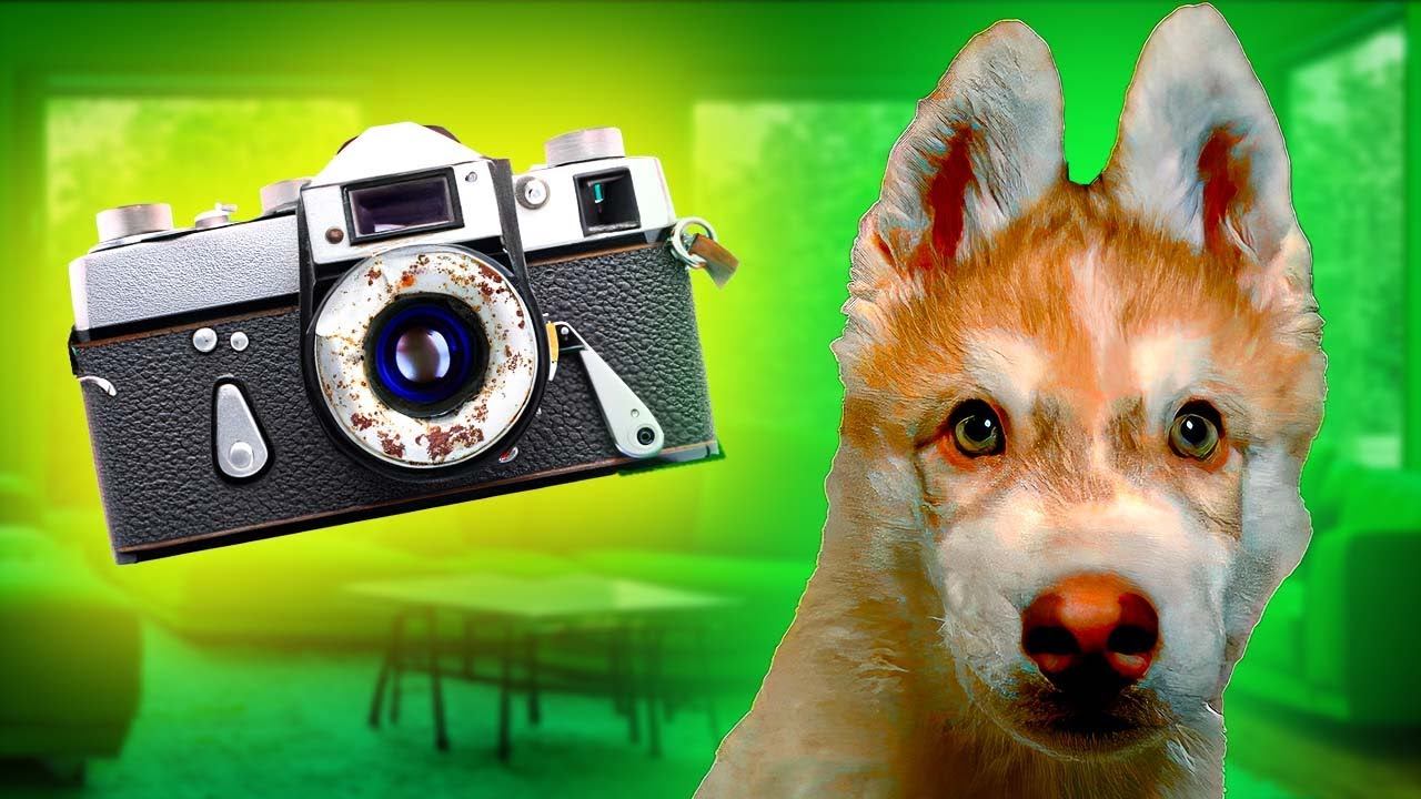 НАШЛИ СТАРУЮ КАМЕРУ!! ЭТИ КАДРЫ НИКТО НЕ ВИДЕЛ!! Хаски Бублик Говорящая собака смотреть онлайн