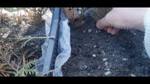 204. Черенкование  туи шаровидной  ранней  весной.