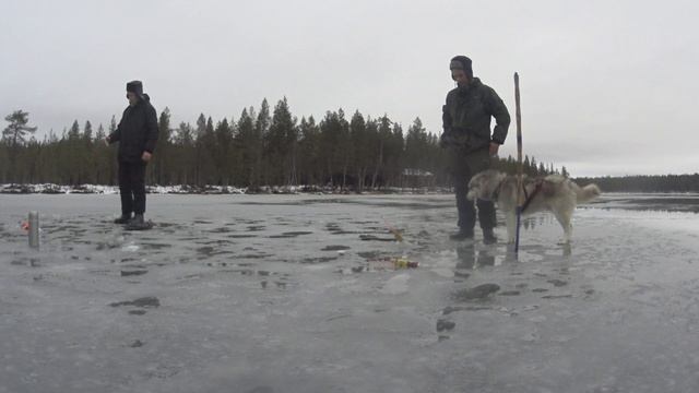 прикол на рыбалке хаски стащил улов