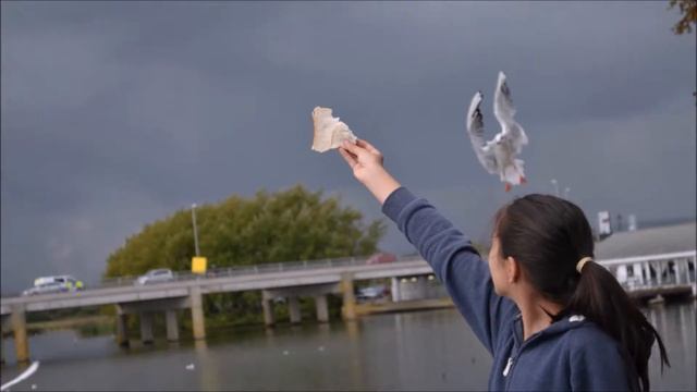 лебединое озеро в городе Weymouth, Дорсет, Англия! смотреть онлайн