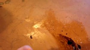 Чем удалить масляные пятна