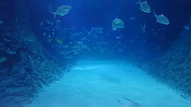 "Акватика" океанариум в Когалыме смотреть онлайн