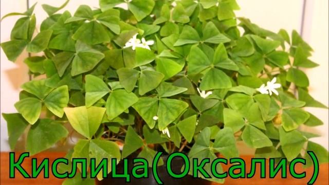 1 Капля или 1 грамм этого средства, цветы будут цвести пышно и долго! смотреть онлайн