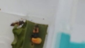 Ферма божьих коровок. Личинка божьей коровки преврощается в куколку