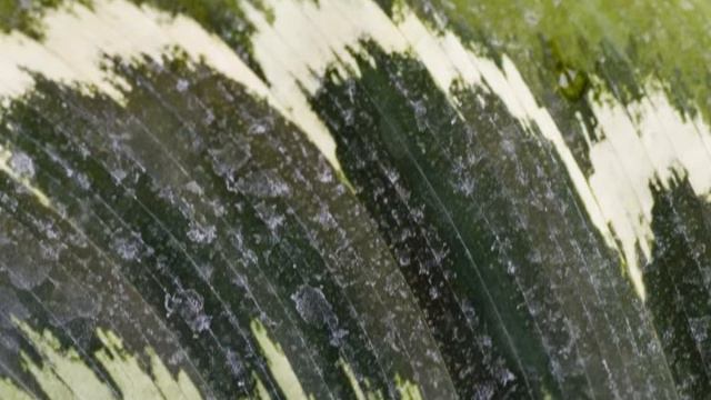 Tz. Dobrev - Bulgarian preludes and fugues - Borislava Taneva - piano 1/2 смотреть онлайн