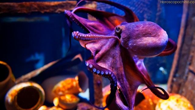Octopus spiritual meaning смотреть онлайн