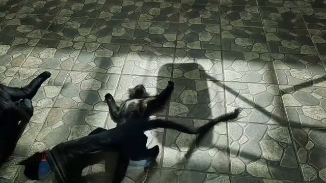 Ижевский зоопарк, очень много обезьян смотреть онлайн