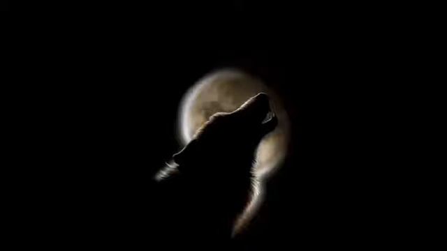Волчица. (She-wolf)