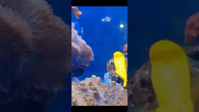 Золотая рыбка. (Gold fish). смотреть онлайн