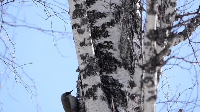 Дробь седого дятла