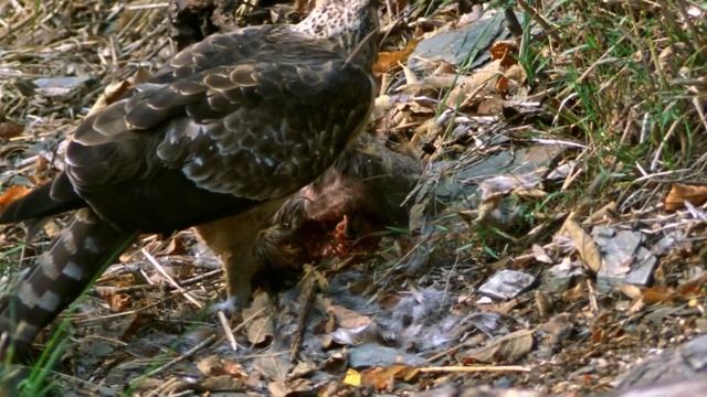 熊鷹獵殺山羌（Ｈ.264 1080Ｐ）.mov смотреть онлайн