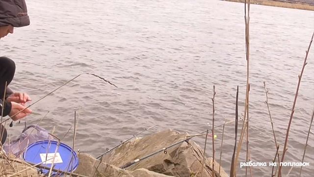 ВЕСЕННИЕ КАРАСИЩА и ЗЛЫЕ ПОКЛЁВКИ! ОТЛИЧНЫЙ УЛОВ! Рыбалка весной на реке на донку смотреть онлайн