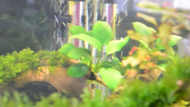 Aquarium For 120 Liters. With Fish And Live Plants. @aquarium @plants @fish