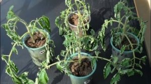 Рассада томатов вянет и падает..  В чем причина?