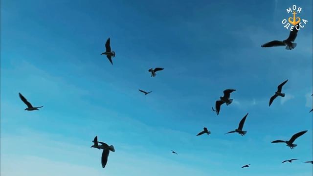 ЧАЙКИ НА БОЛЬШОМ ФОНТАНЕ В ОДЕССЕ смотреть онлайн