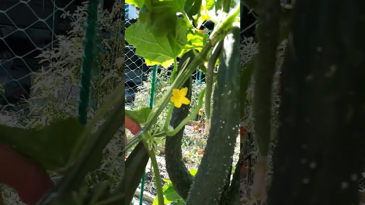 КИТАЙСКИЕ ПУЧКОВЫЕ ОГУРЦЫ ОТКРЫТОГО ГРУНТА. Я ТАКИЕ ВИЖУ ВПЕРВЫЕ. Огурцы ОГ поперли 6 августа смотреть онлайн