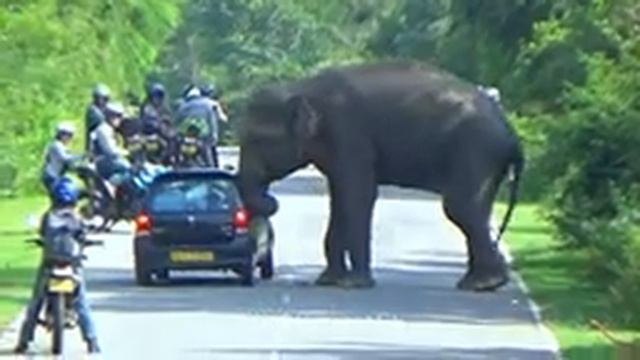 In Front Of The Biak Rides Wild Elephant Attack To Car Away from The Passenger Car смотреть онлайн
